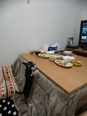 ボクのご飯は〜？