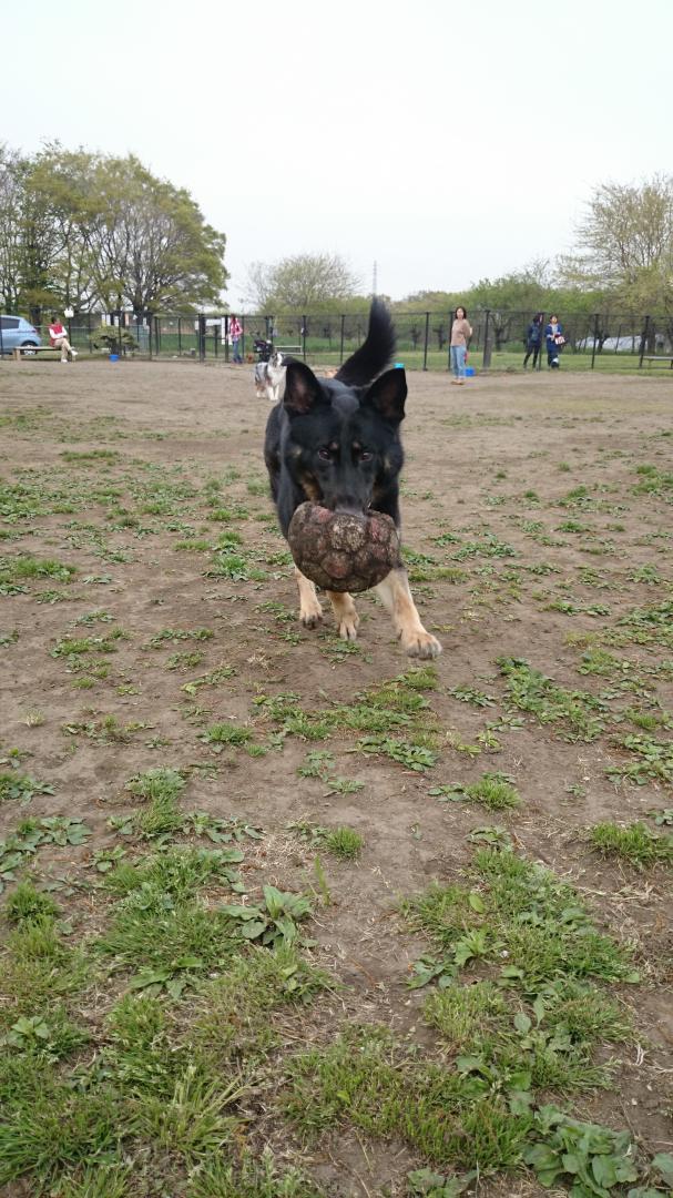 サッカー犬