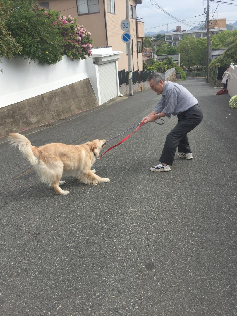 引っ張りっこ負けないよ！