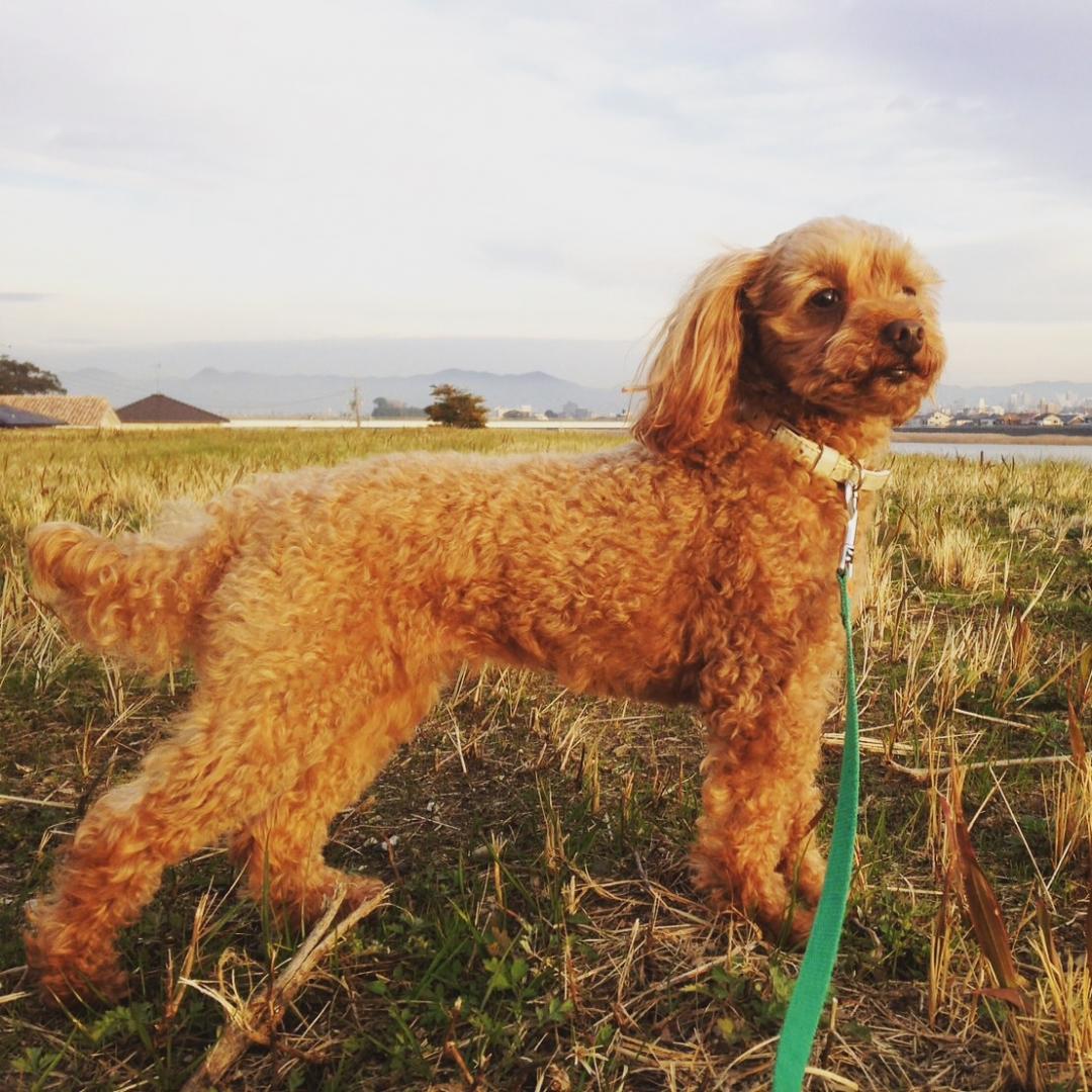 私は横顔美犬