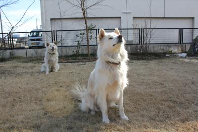 空を見つめる後ろからは、犬みつめる犬