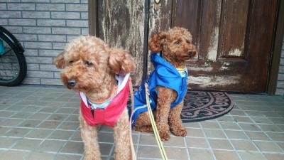 雨降りの散歩