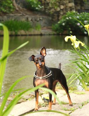 地元八幡掘りでの１枚。親善大使犬を、目指してます