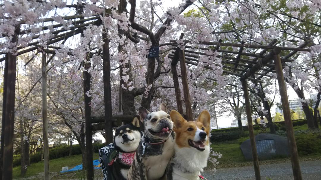 桜の下で仲良くお花見