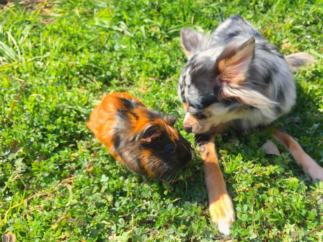 犬とモルモットが仲良し！？