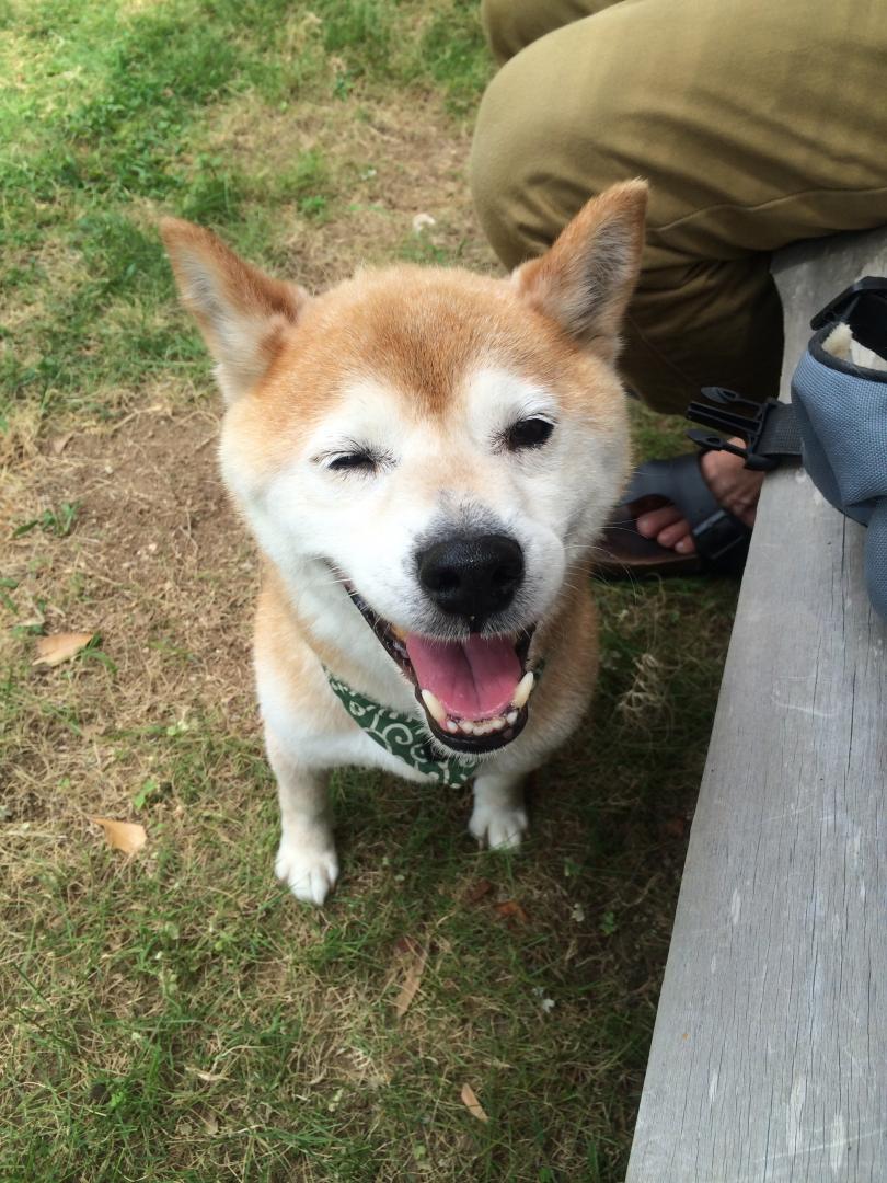 満面の笑み かりあいさんの投稿写真 犬 愛犬フォトコンテスト イヌトミィ