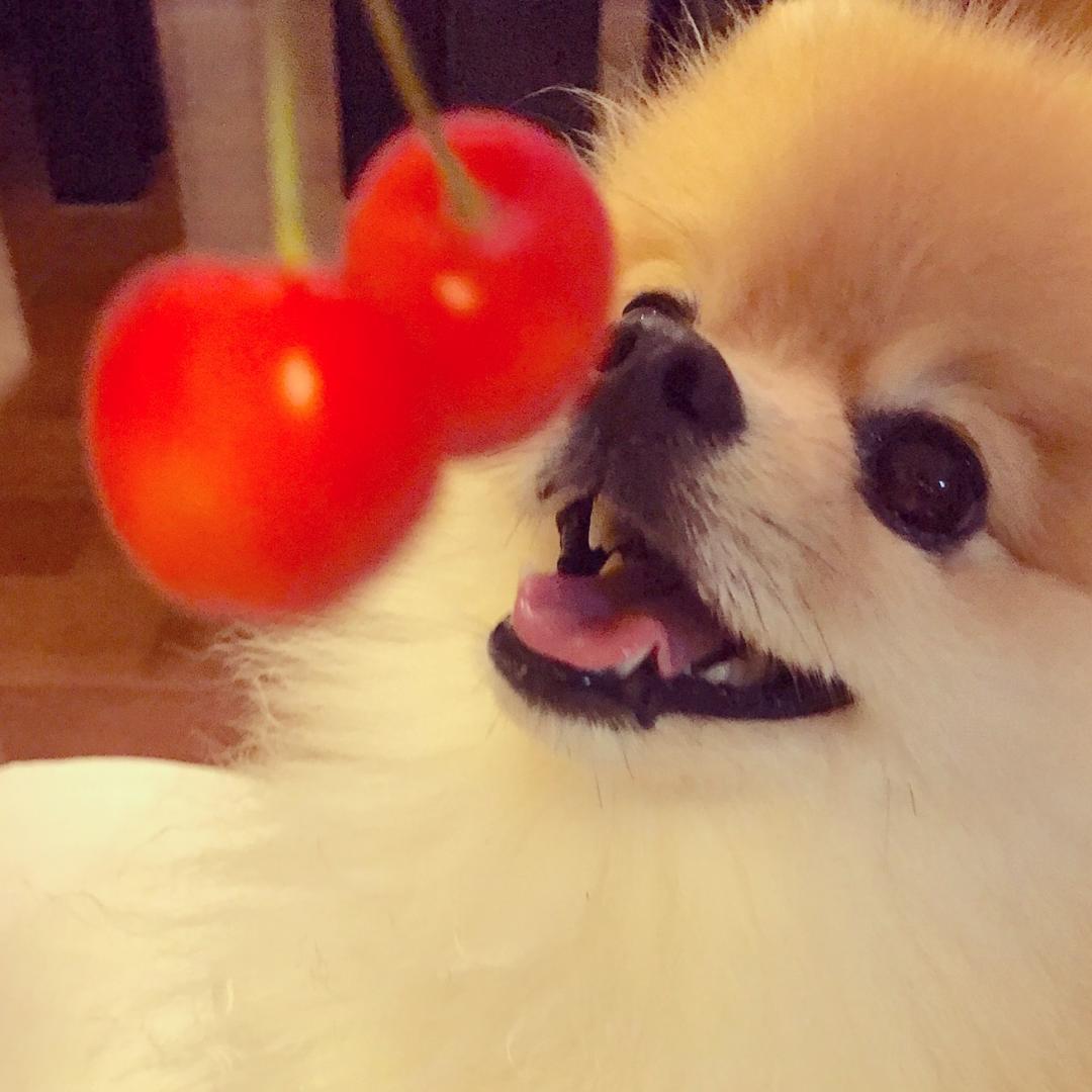 🍒食いしん坊のぷ～ちゃんはフルーツが出てくると最高の笑顔でジャンプしてGETするよ❤