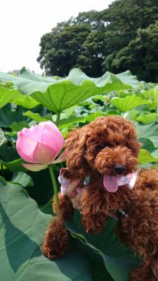 ハスの花とさくら