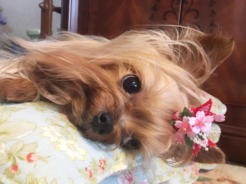 バーン やられた くんくんさんの投稿写真 犬 愛犬フォトコンテスト イヌトミィ