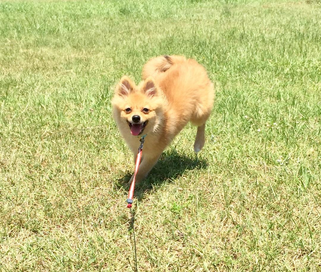 公園デビューっ！！