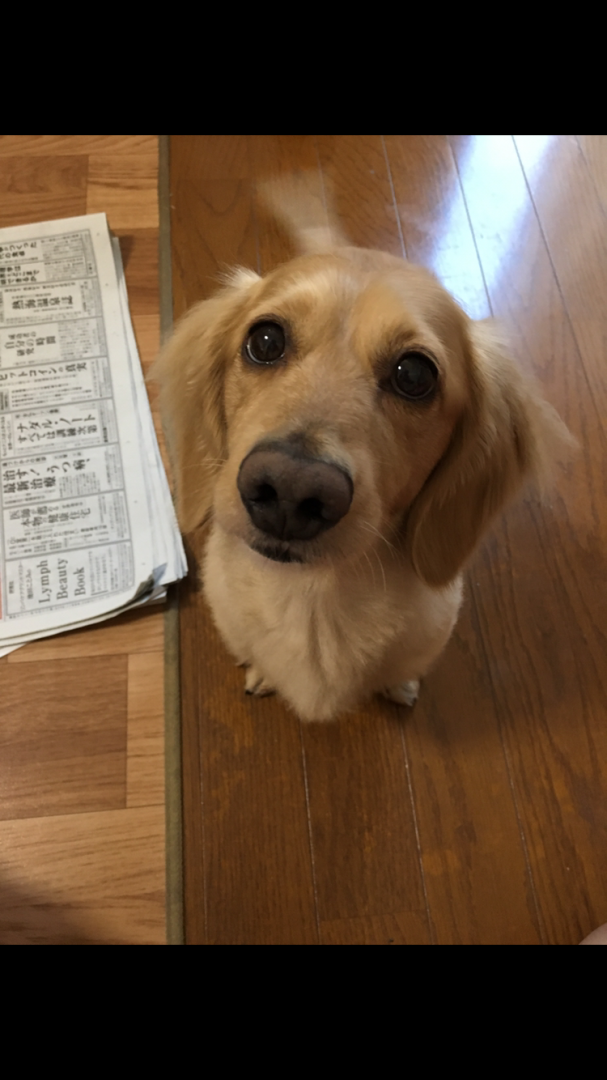 私が帰ってきて喜ぶ愛犬