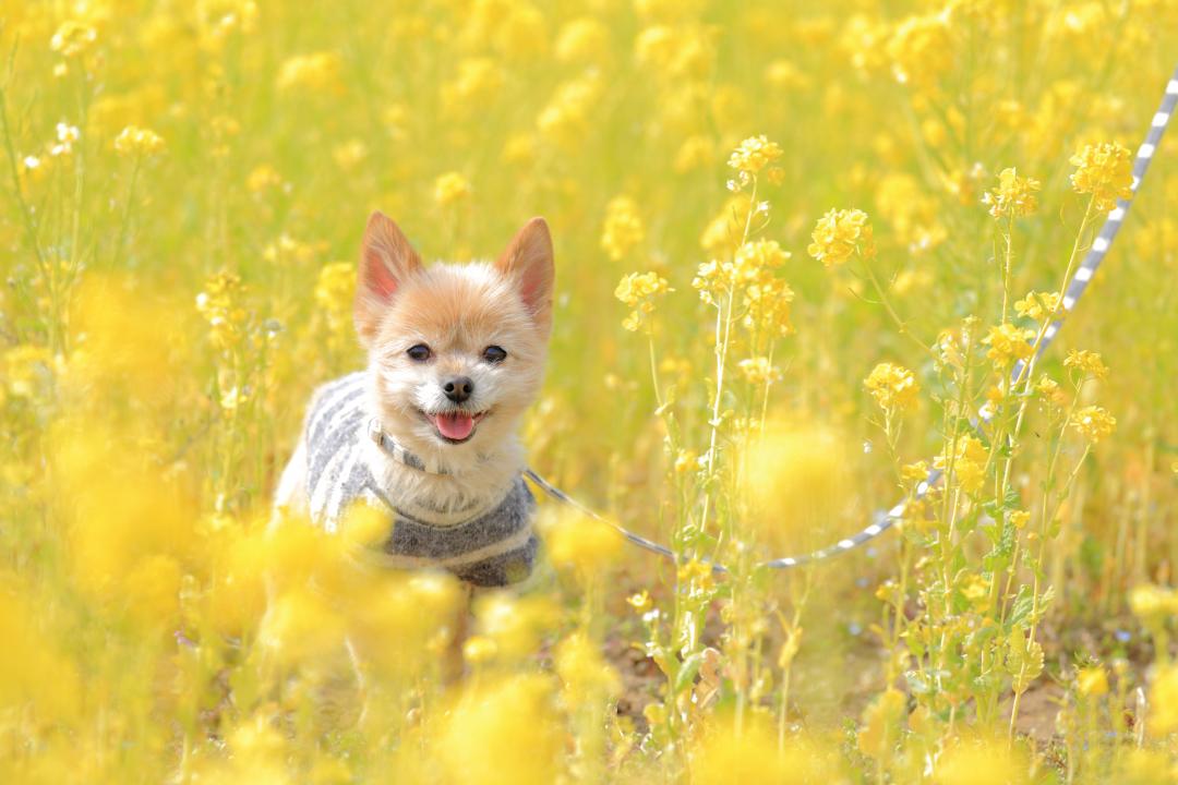 菜の花スマイル