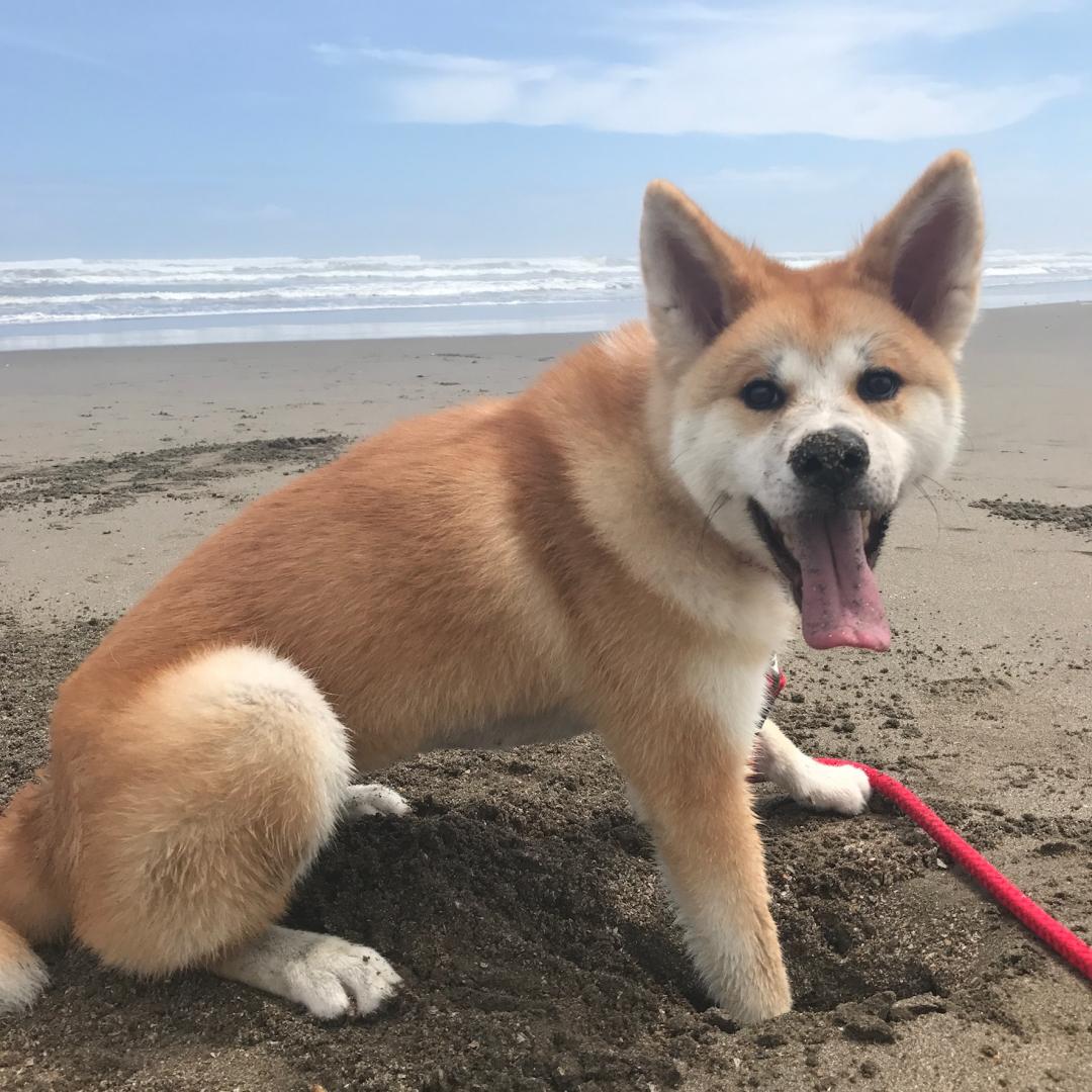 生まれて初めての夏の海