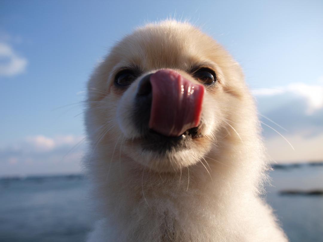 初めての海体験！怖いけど気持ちいーわん