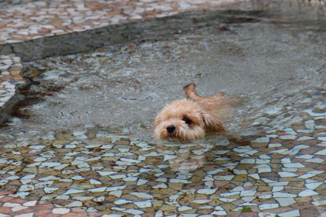 暑すぎてスイスイ～🐶