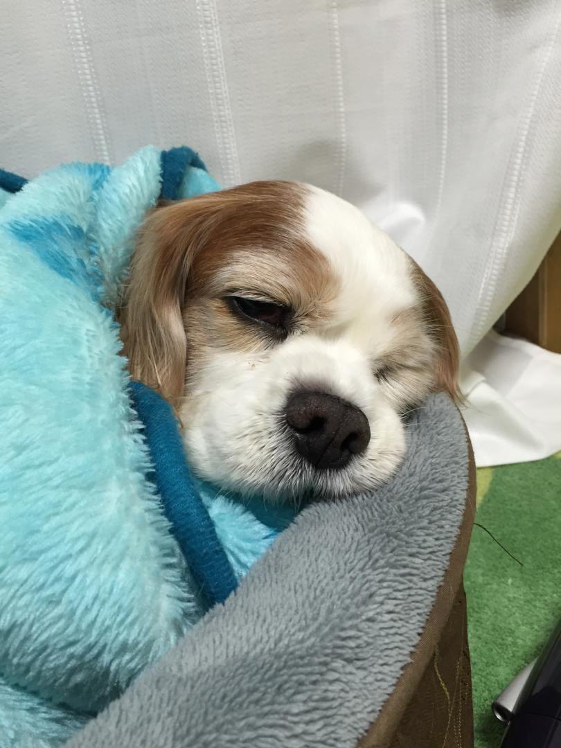 天使の寝顔 ペックルくんさんの投稿写真 犬 愛犬フォトコンテスト イヌトミィ