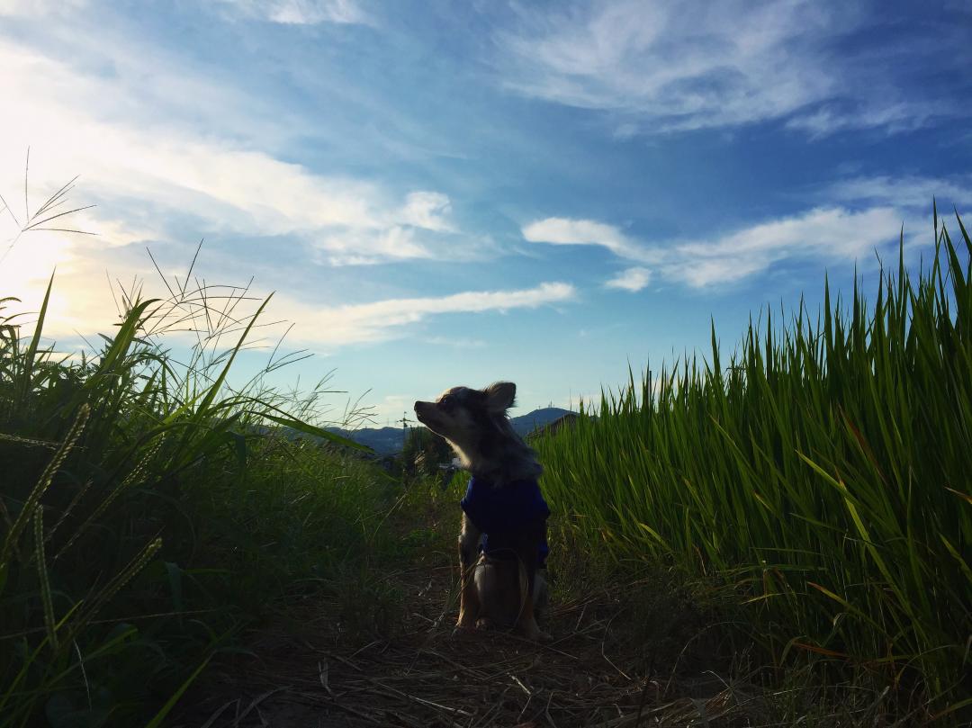 田んぼの畦道でパシャり