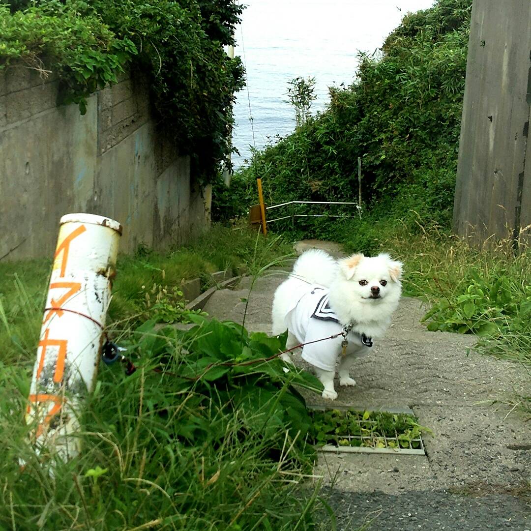 海とセーラー服