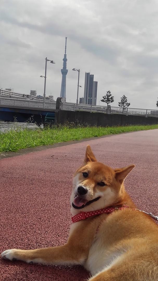 初めてのスカイツリー！