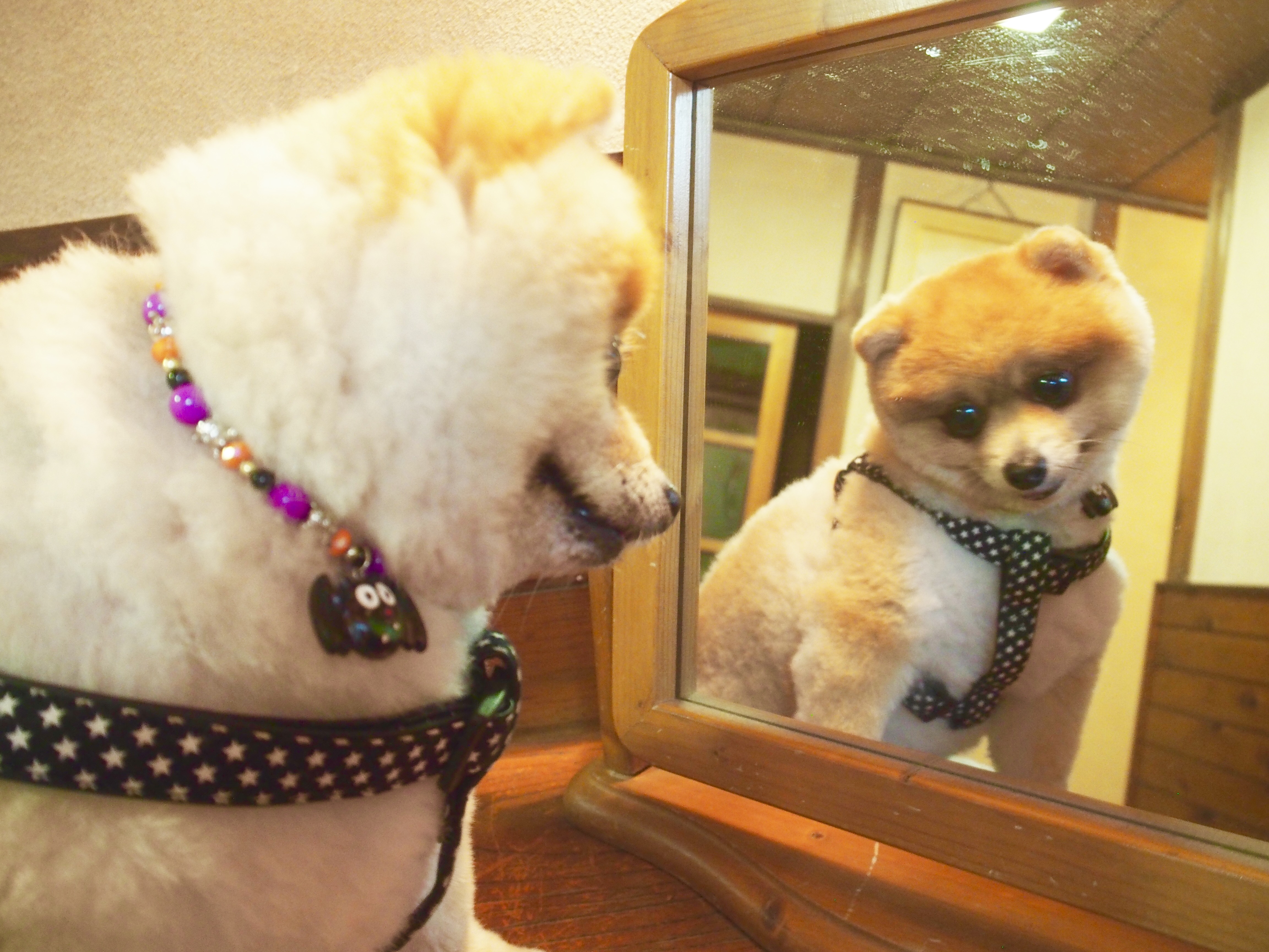 にらめっこしましょ マロさんの投稿写真 犬 愛犬フォトコンテスト イヌトミィ