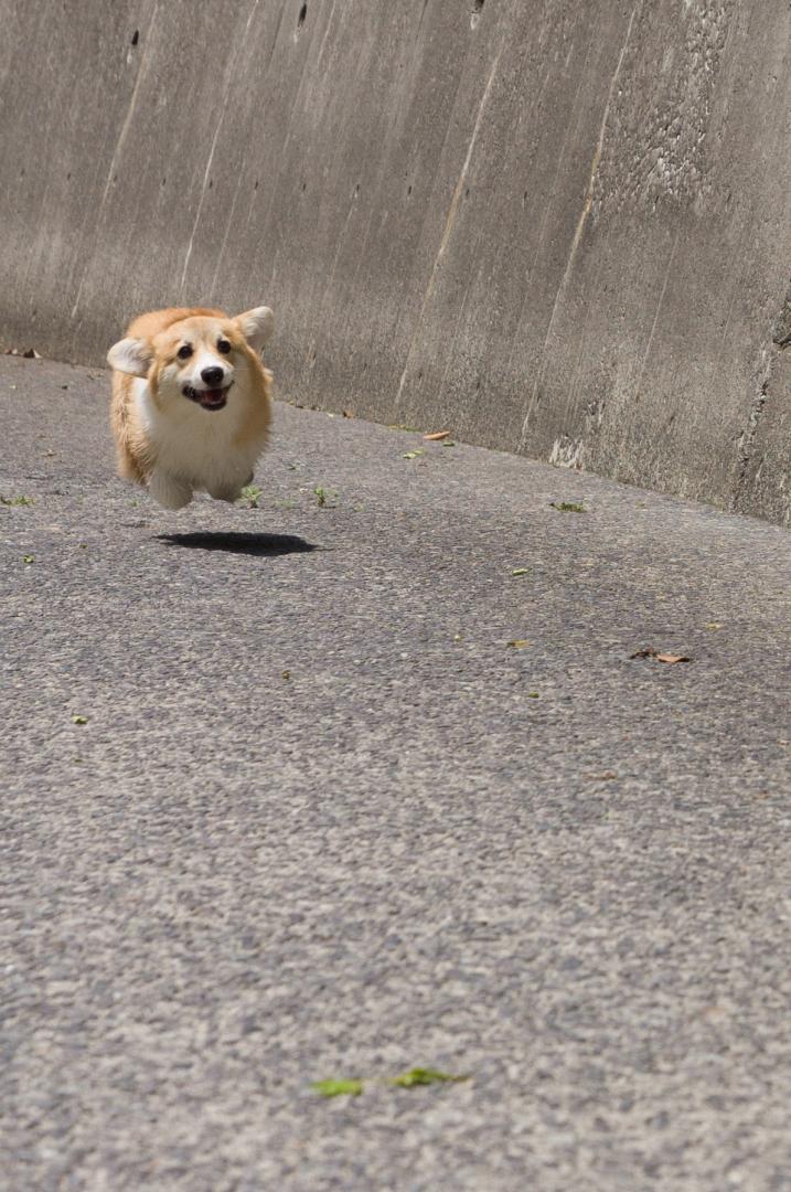 空中浮遊犬