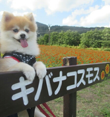 看板にわんちゃんが！？