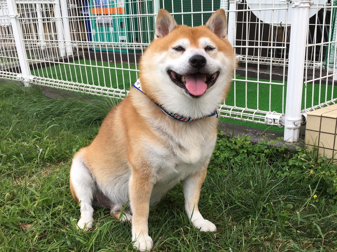 いつも 笑顔の我が家 さぶちゃん