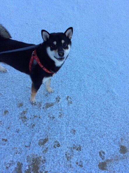 初めての雪