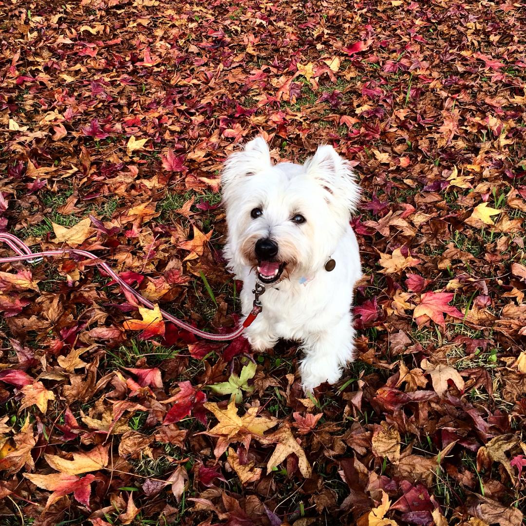 紅葉の秋