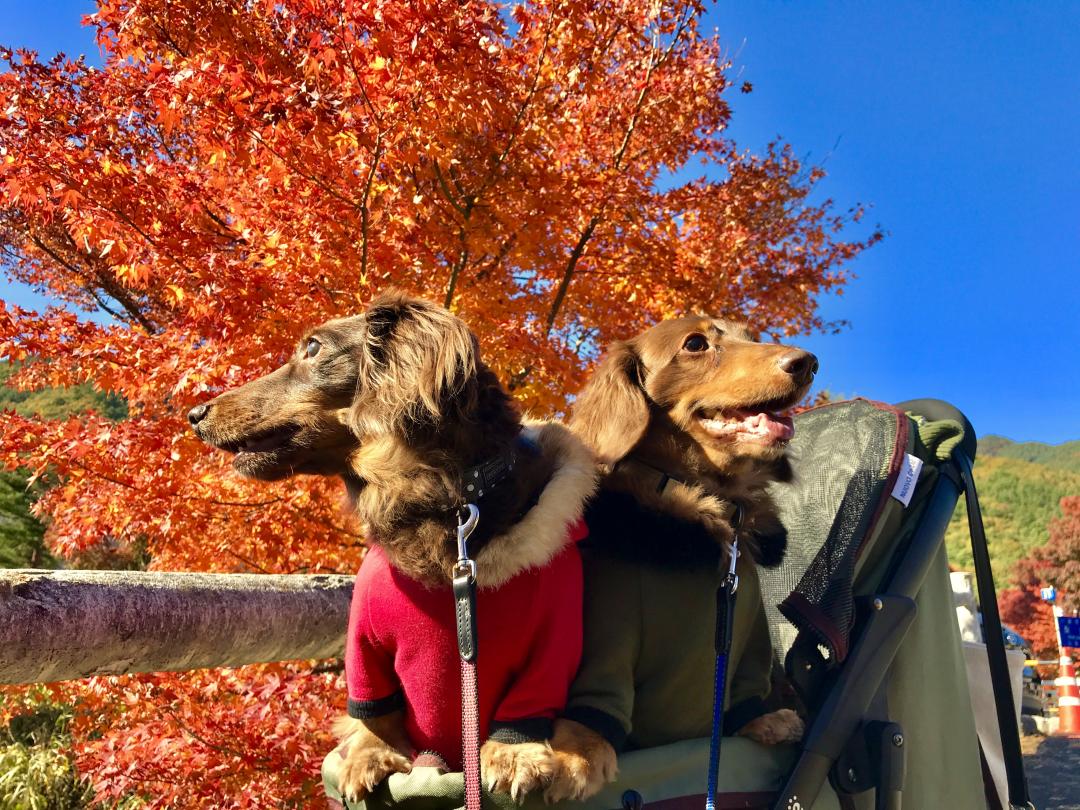 青空と真っ赤な紅葉