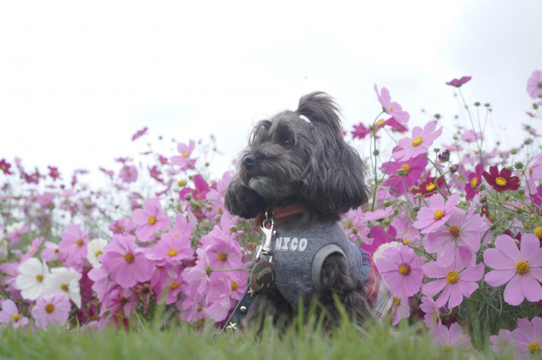 秋桜のあき