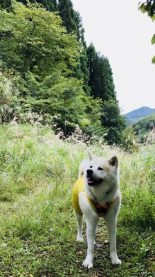 秋の訪れ…わんこの秋