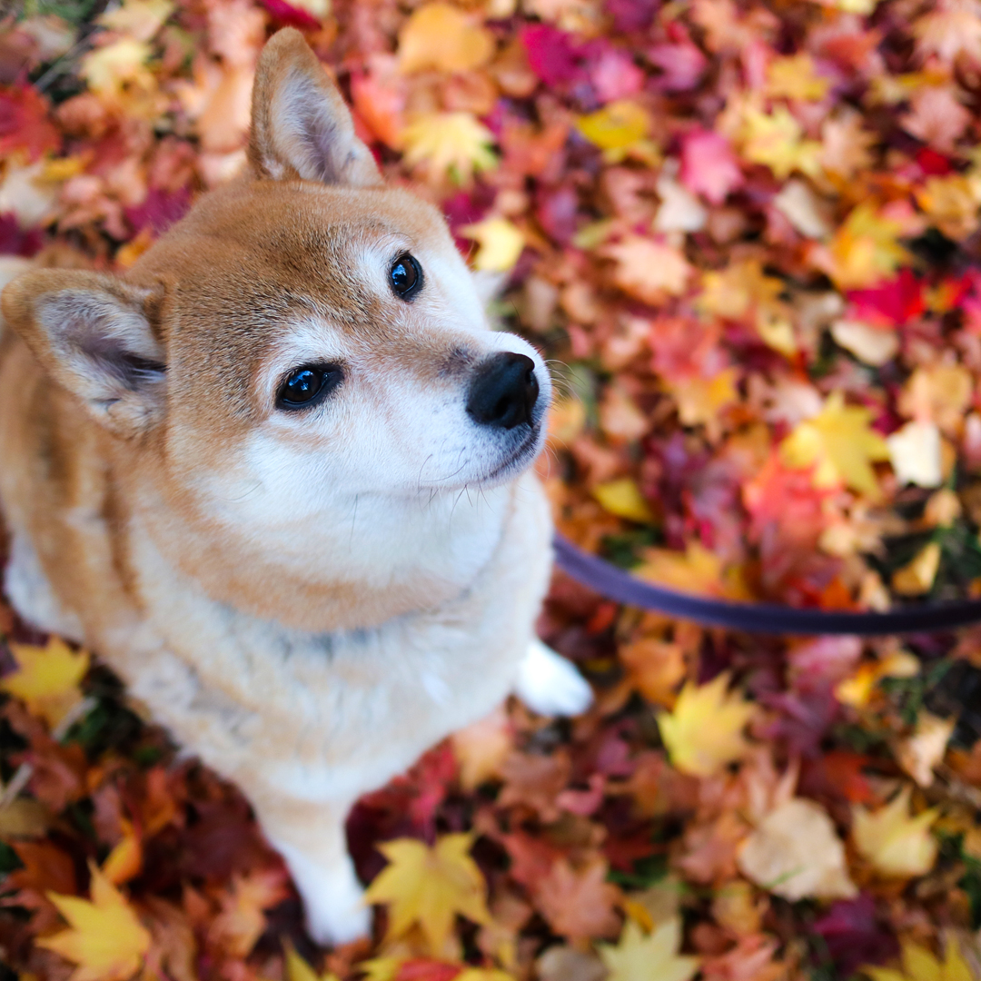 紅葉の秋