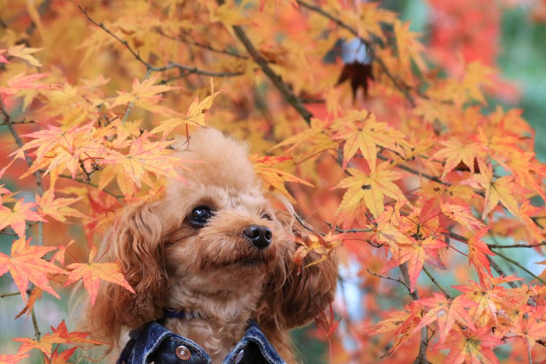 ワンコにも紅葉な秋