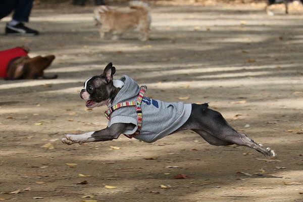 飛行犬