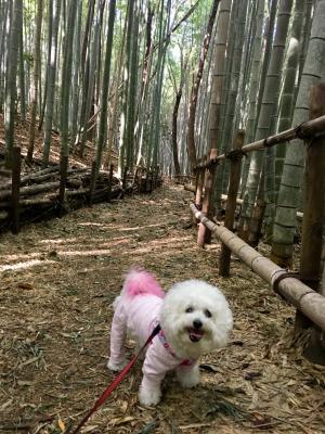 ここは京都？竹林の道？