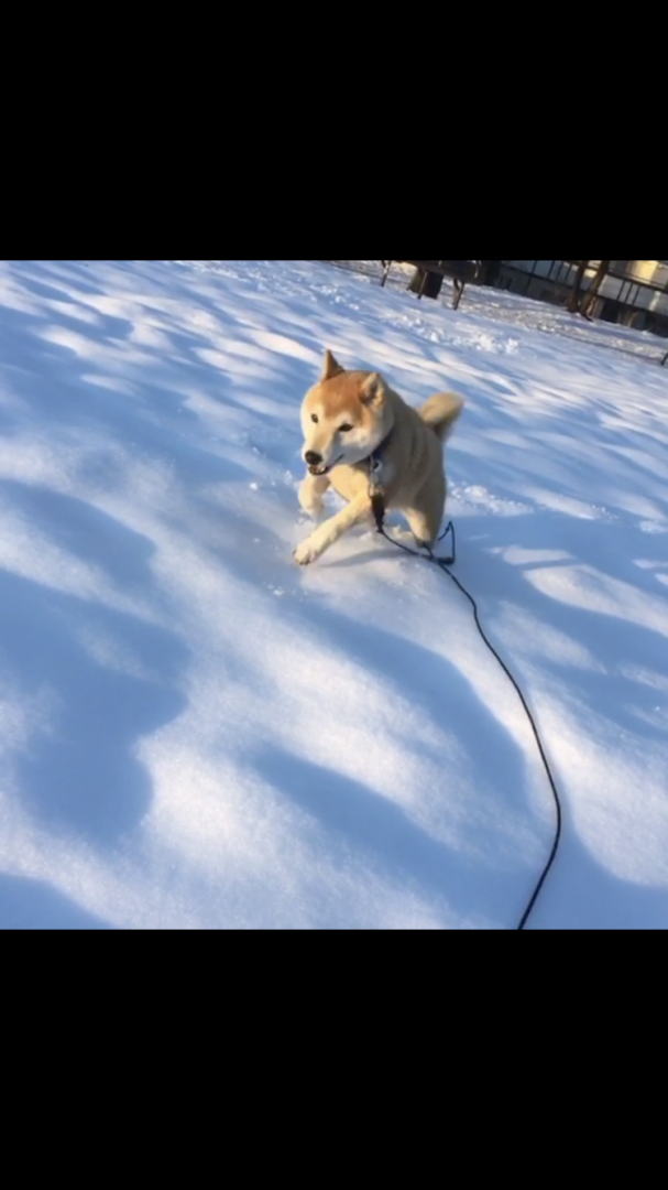 初めての雪。