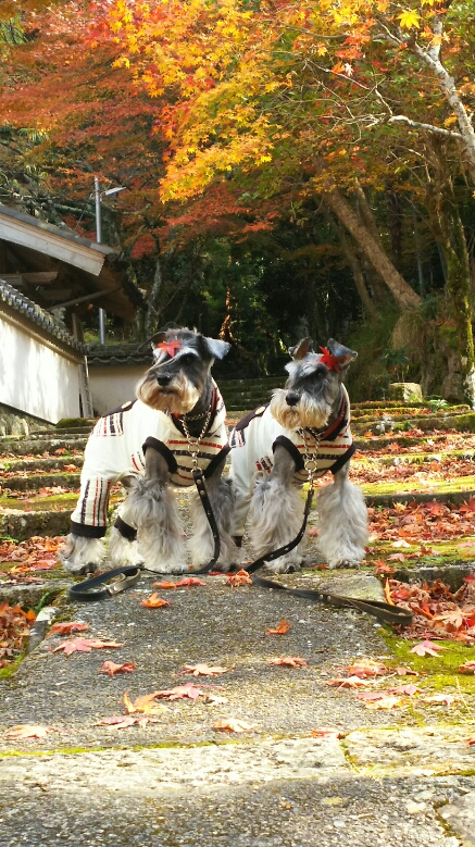 愛犬ヤンマーと紅葉狩り