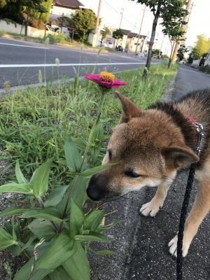 毎日歩く道