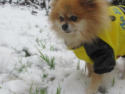 2017年12月　「初雪」