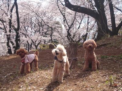 お花見楽しいな