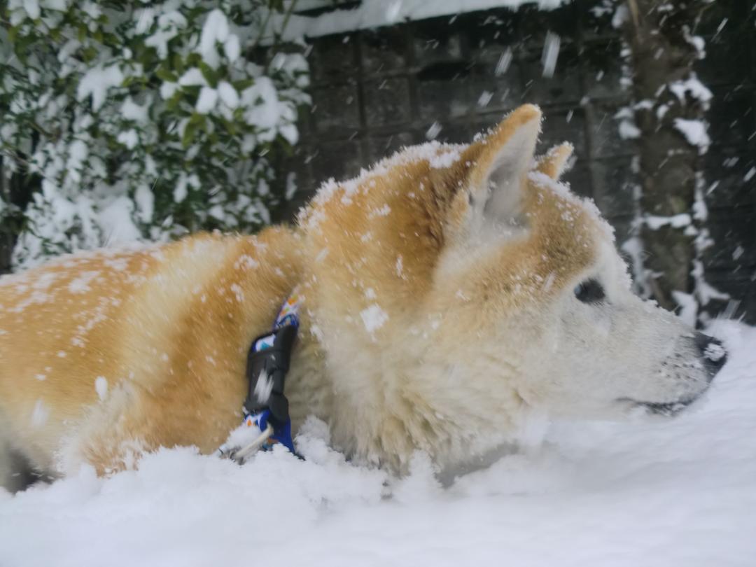 雪の中を探検だぁ～