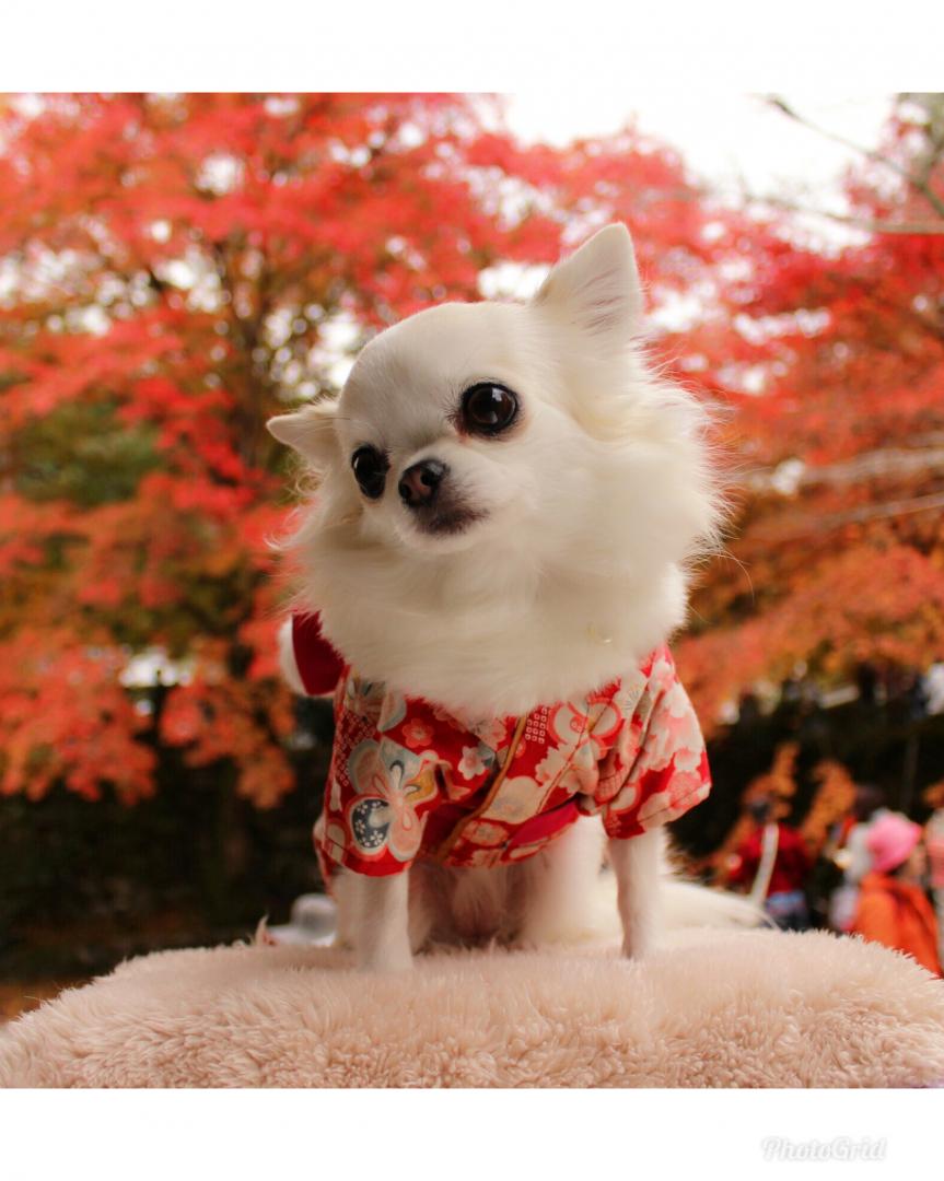 お着物で紅葉狩り