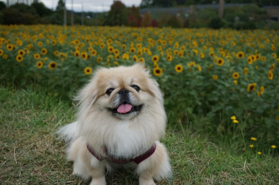 向日葵とわたくち♪