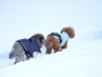 わんこ探検隊♪雪山を行く