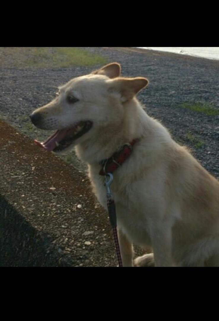 夕焼けの海と犬