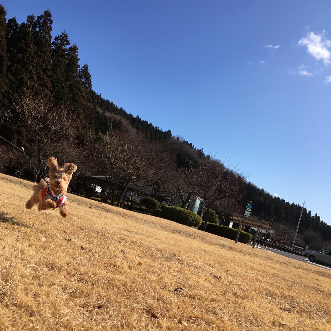 芝生の上を飛んでるショコラ