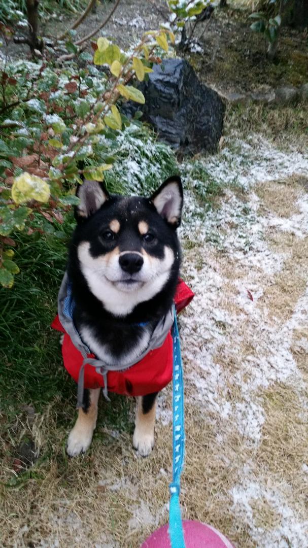 初めての雪★