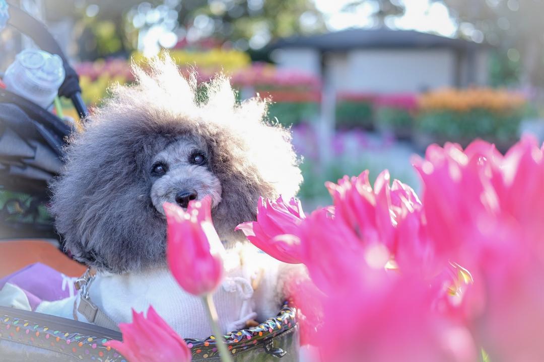 お花