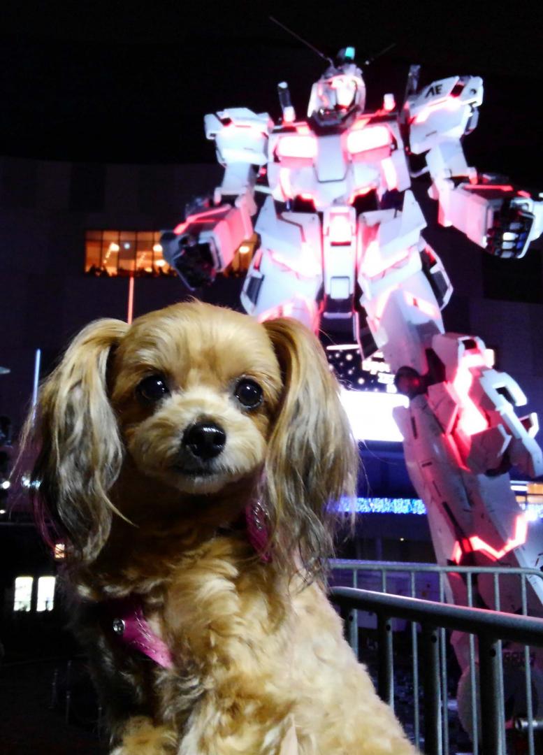 ティナとガンダム Kuni Kさんの投稿写真 犬 愛犬フォトコンテスト イヌトミィ
